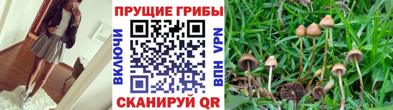 Купить закладки  Котельниково  Псилоцибиновые грибы MAGIC MUSHROOMS 